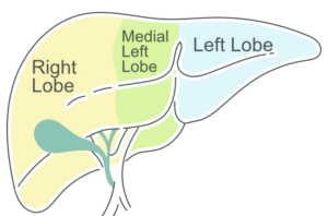 Robotic Hemihepatectomy In Dubai - Liver Segments