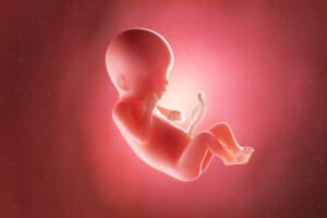 Fetal Medicine Specialist